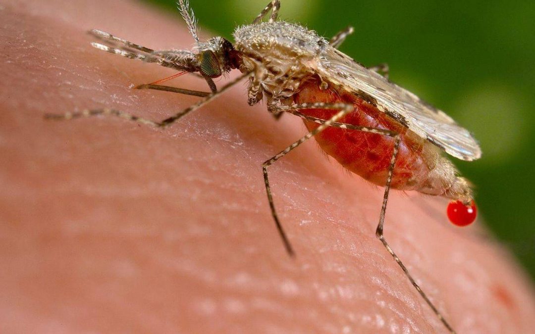 Colombia avanza en meta de eliminación de la malaria a 2030