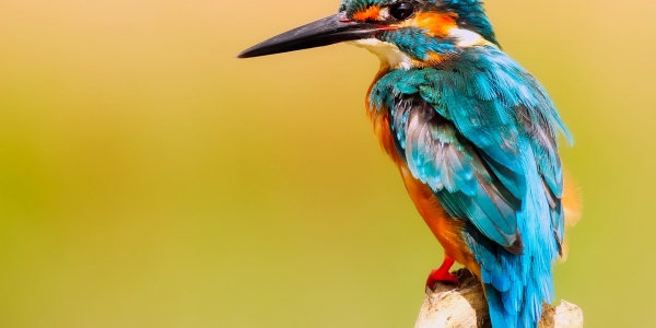 Festival súmate al bosque: las aves y la cosmovisión indígena