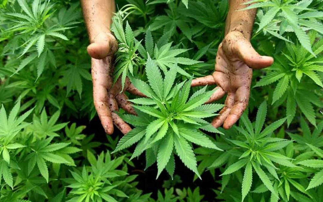 Importante avance: Gobierno Nacional presentó la reglamentación del uso industrial del cannabis