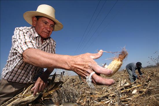 Fortalecimiento al agro: productores del Bajo Cauca han logrado ventas de más de $150 millones