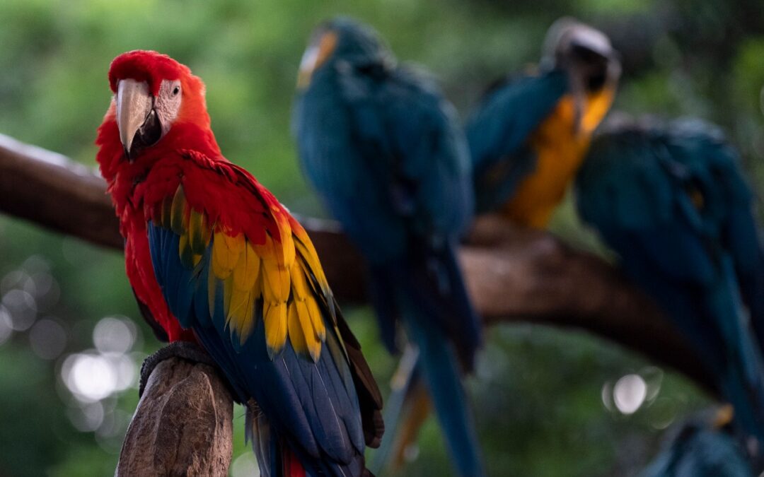 Ya es un hecho: aprobada la Política Nacional de Protección y Bienestar Animal