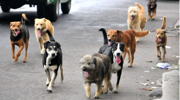 Hay cerca de 165 caninos por kilómetro cuadrado: Instituto Distrital de Protección y Bienestar Animal (Idpyba)