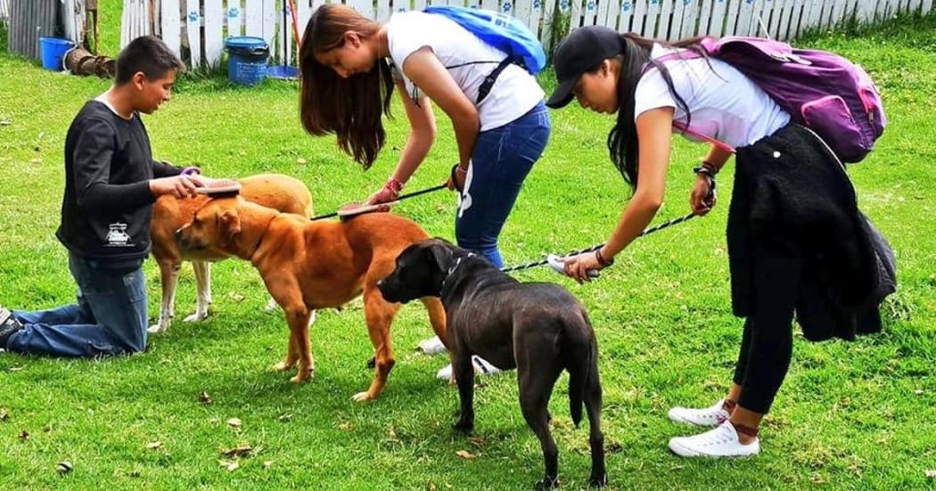 La alcaldía mayor de Bogotá invita a estudiantes de grado 10 u 11 a prestar el servicio social en el Instituto de protección Animal