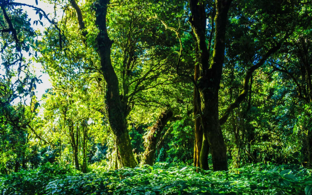 Dar títulos de propiedad a los indígenas ayuda a proteger la selva en Brasil, apunta estudio