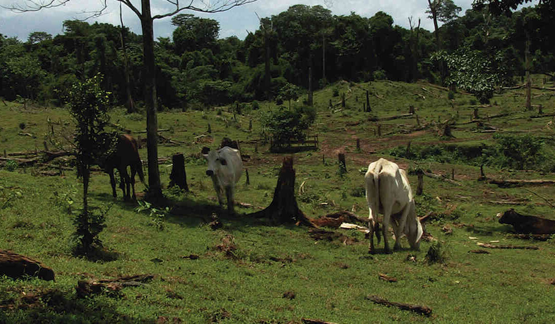 Ministerio de Agricultura hablo de la oferta de Fedegán
