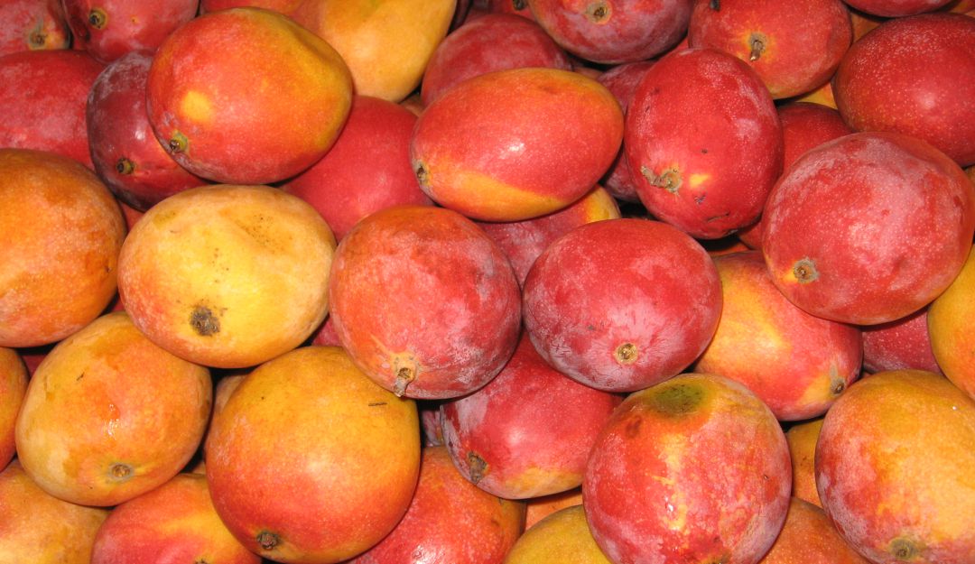 Colombia exporta por primera vez mango de azúcar