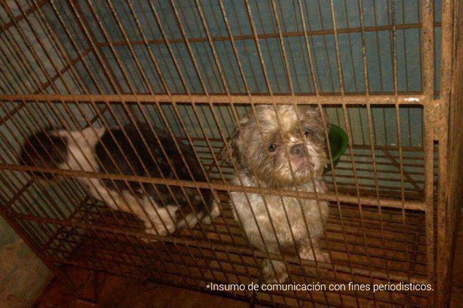 Hombre que mantenía en precarias condiciones a 44 perros fue capturado