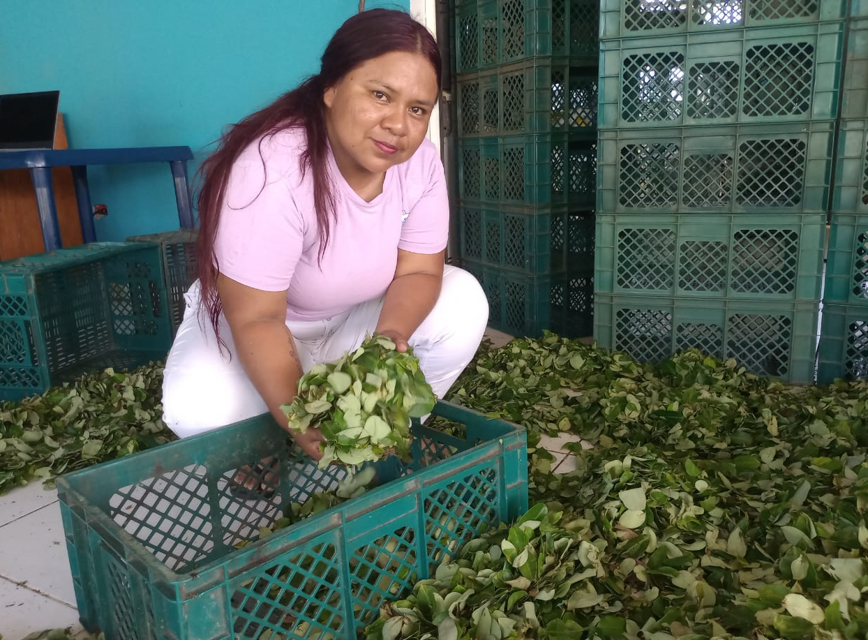 Indígenas de Putumayo lideran emprendimiento de abono a partir de hoja de coca