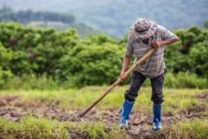 Promover el desarrollo agropecuario