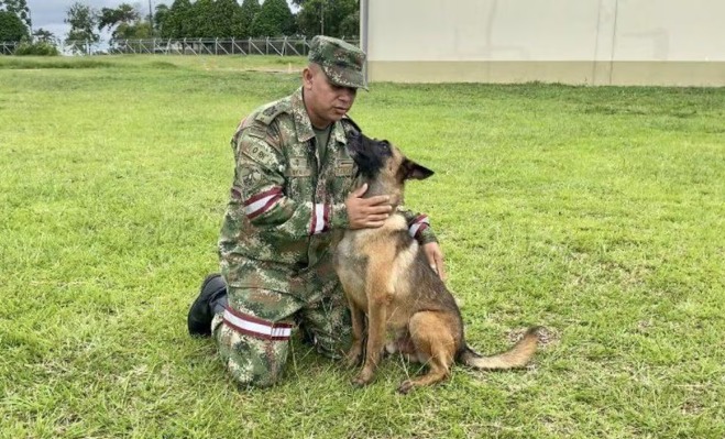 ¡Adopta un héroe! Caninos militares retirados buscan un hogar