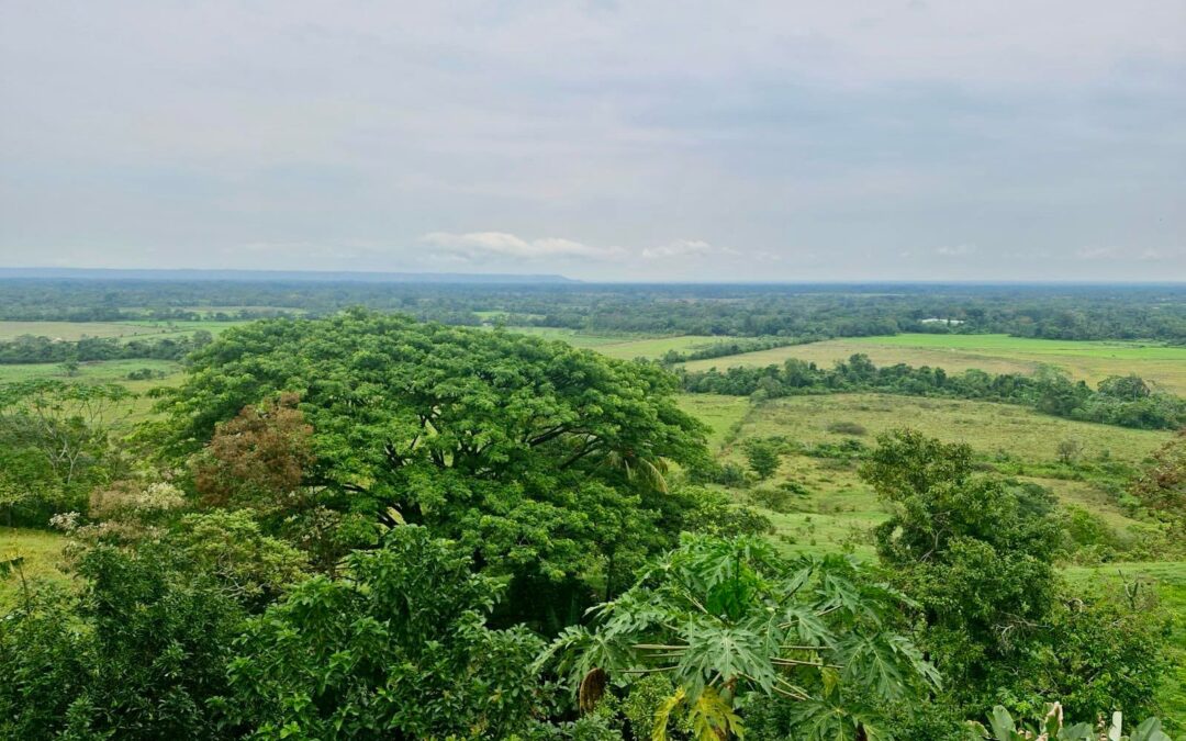 San Juan de Arama tendrá un vivero satelital para la reforestación del Meta