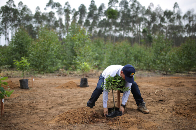 Ecopetrol ya sembró 8,8 millones de árboles en Colombia