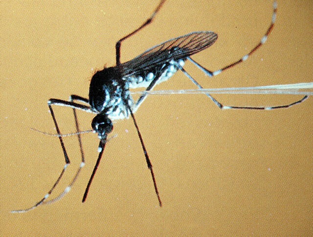 Fiebre amarilla deja 36 muertos en Colombia y activa campaña de vacunación masiva