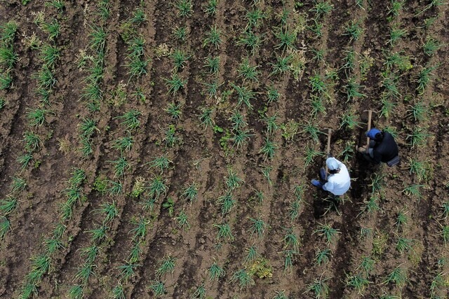 14.562 familias rurales se benefician con inversiones del Programa Colombia Sostenible en 15 departamentos
