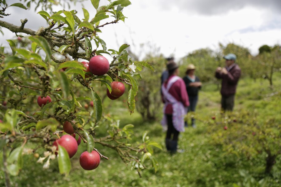 Finagro lanza subsidio para el sector agropecuario dirigido a pequeños productores e indígenas