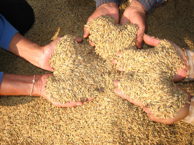 Crisis arrocera en Colombia: gremios irán a paro desde el 14 de julio