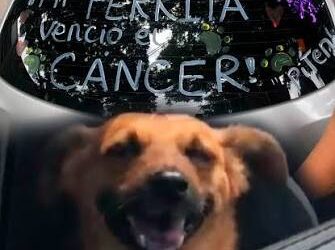 ¡MILAGRO DE AMOR EN CÚCUTA! ‘Paris’, la perrita que venció el cáncer y celebró su nueva vida en las calles