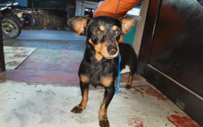 DESDE CURILLO, CAQUETÁ: EL PERRITO QUE CONMOVIÓ A COLOMBIA Y AL MUNDO HOY BUSCA UN HOGAR