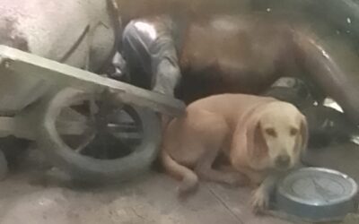 Perrito habría guiado el hallazgo de un adulto mayor fallecido cerca de Curillo, Caquetá