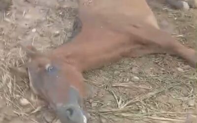 Alerta en Belén de los Andaquíes: denuncian posible caso de maltrato animal en zona rural