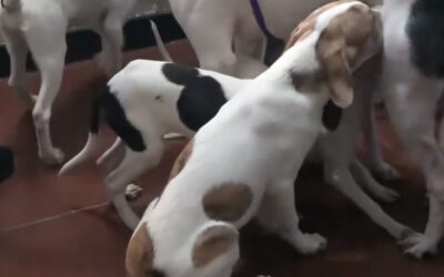 Rescate urgente en Itagüí: siete cachorros y su mamá fueron salvados del maltrato