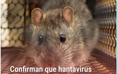 Confirman que el hantavirus tiene una cepa transmisible entre humanos  ¿estamos ante una nueva amenaza o una posible pandemia?