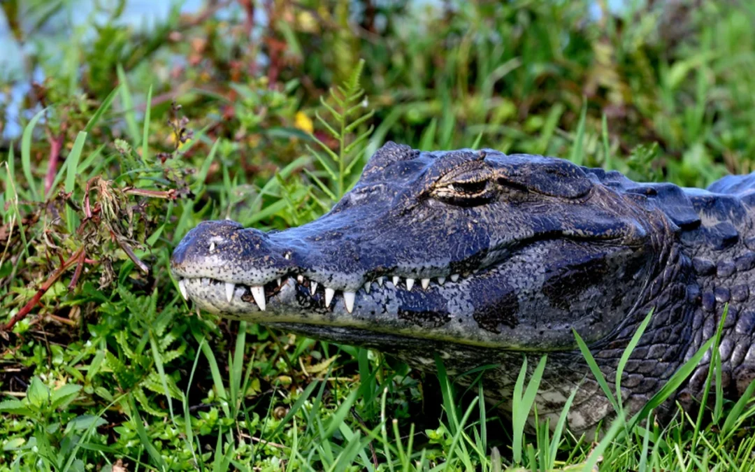 conservación del caimán llanero